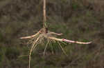 Canada goldenrod